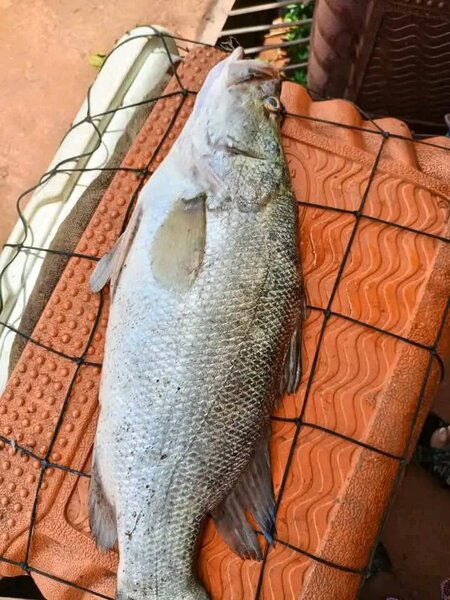 Capitaine eaux douce au kilo