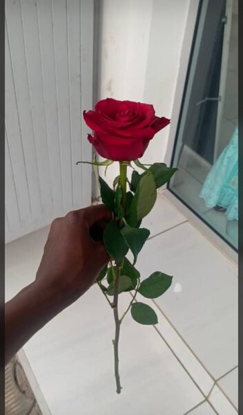 Élégante rose rouge