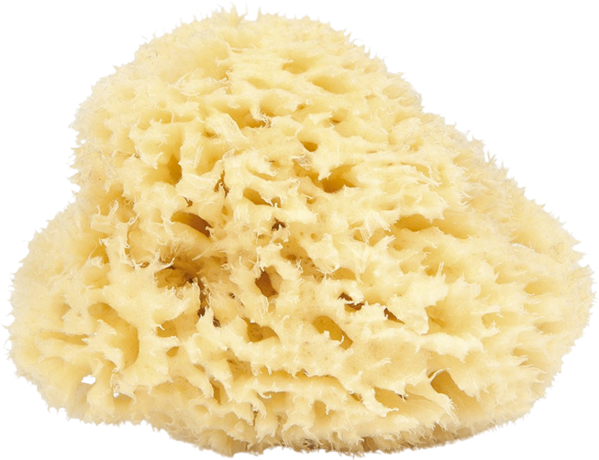 Éponge de Mer Naturelle 10cm