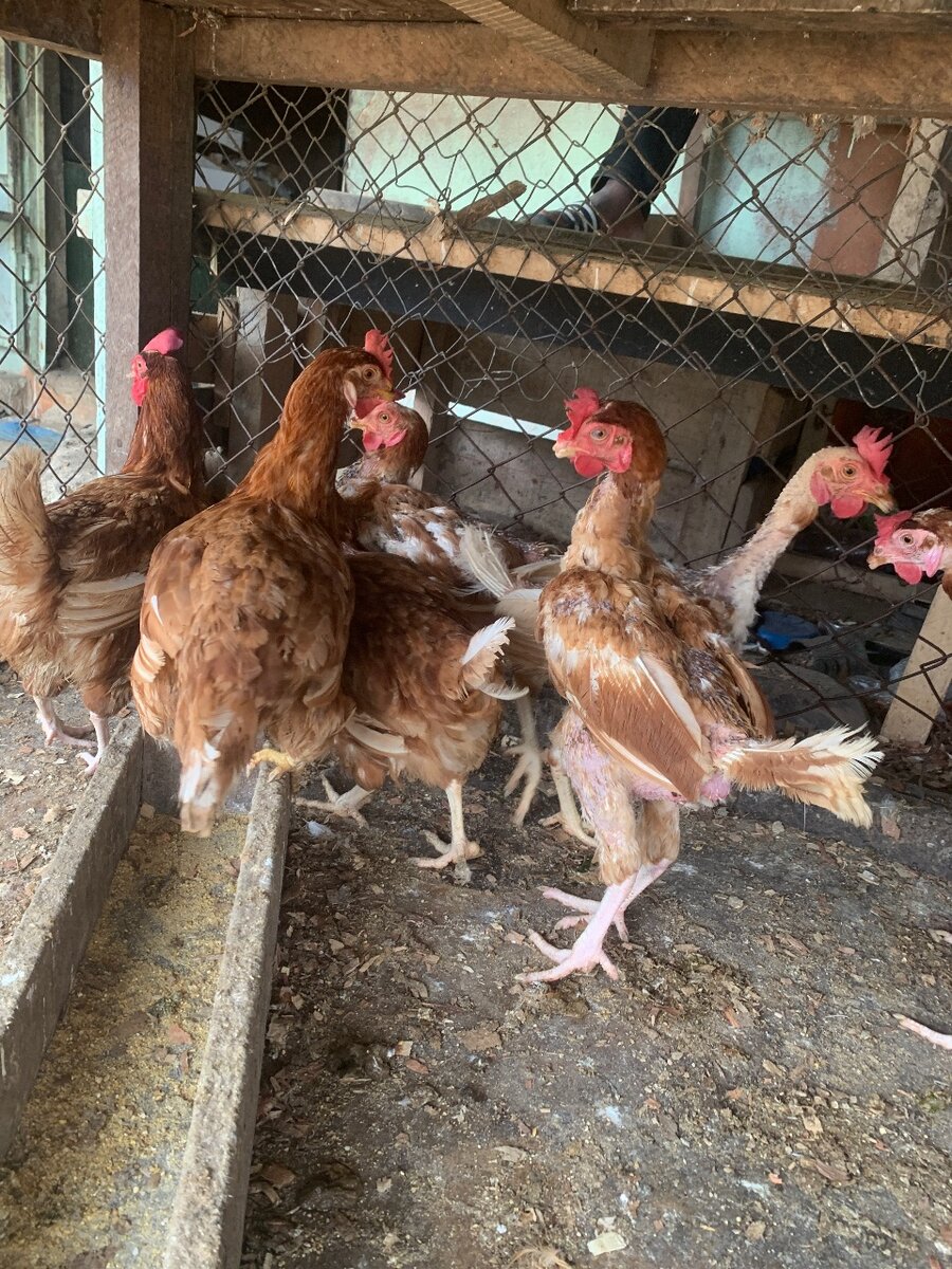 Poulet de chair et poudeuse