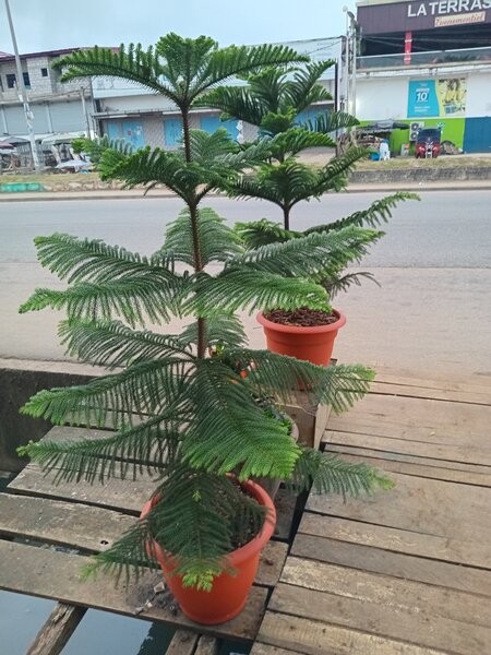 Magnifiques plantes en pot