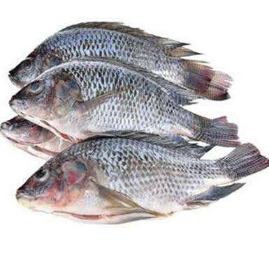 Tilapia 300/500g 10kg