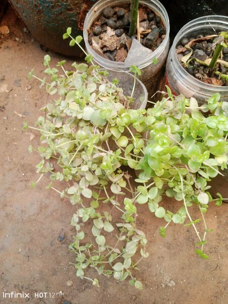 plantes vertes d'intérieur