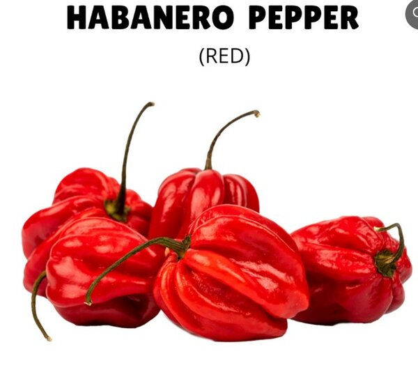 HABANERO Pepper Seeds – Red