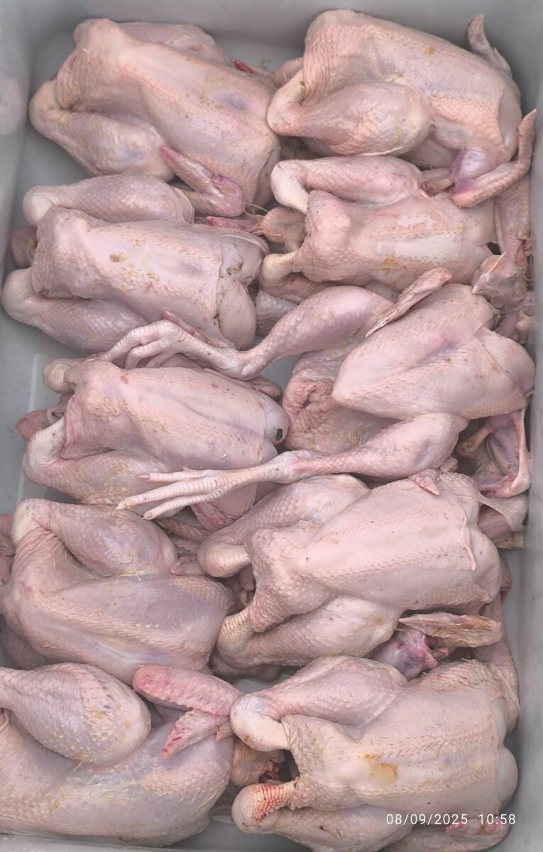 Poulets Fermiers Frais