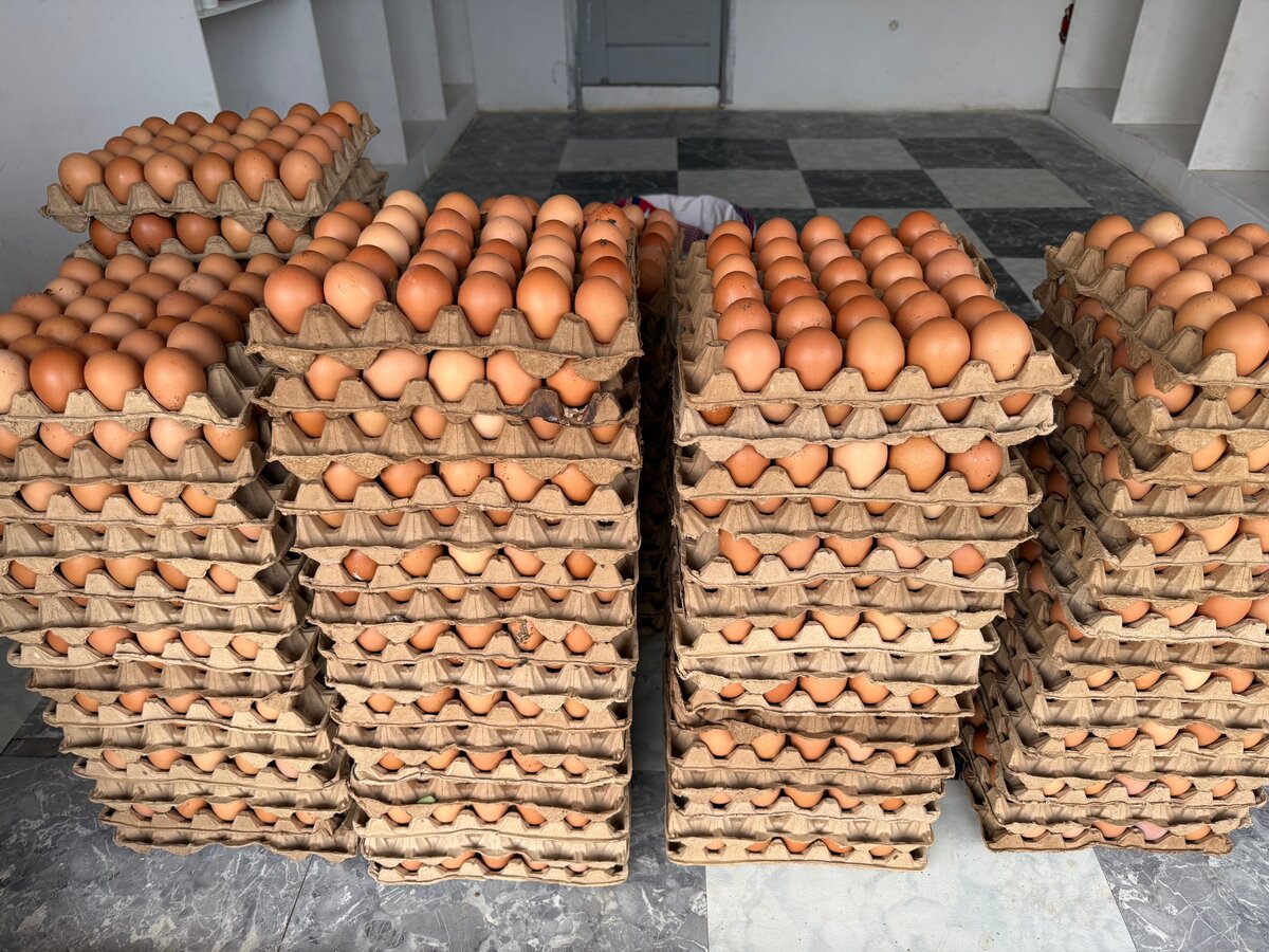 Œufs frais en gros
