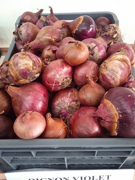 Oignons violet 650 f / kg