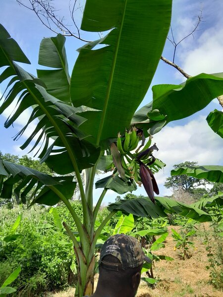 Bananes Plantains BIO