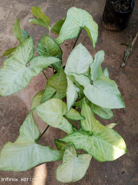 plantes vertes d'intérieur