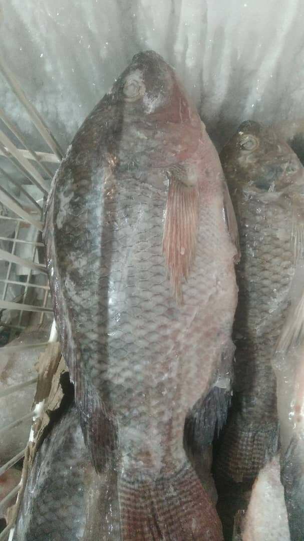 Tilapia frais d'eau douce