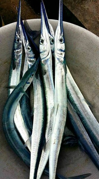 Poissons aiguille fraîche