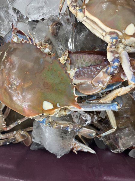 Crabes frais sur glace