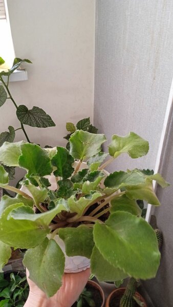 Фиалка, доллар