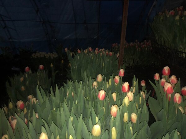 Тюльпаны