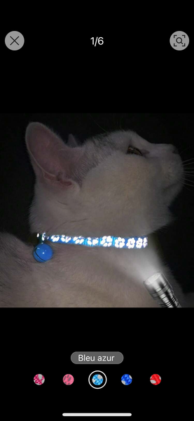 Collier Lumineux pour Chat