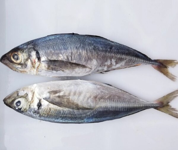 Horse mackerel (kpanla)