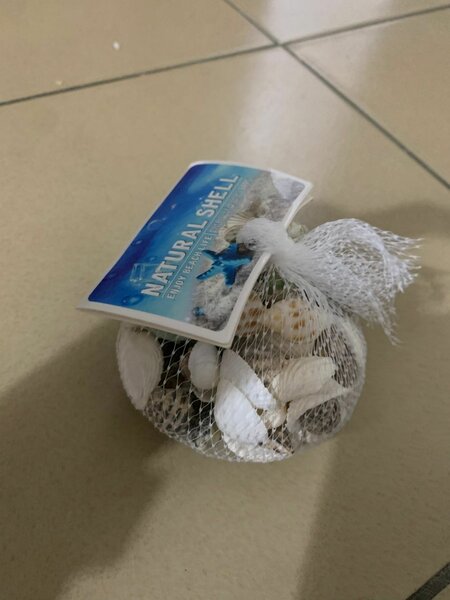 Coquillages Décoratifs Naturels