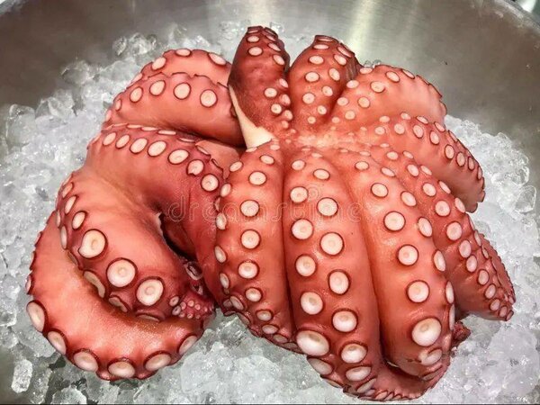 Oceans Octopus