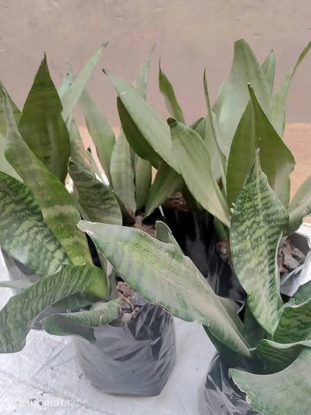 plantes vertes d'intérieur