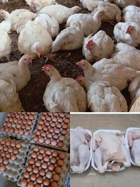 Poulets Fermiers Frais