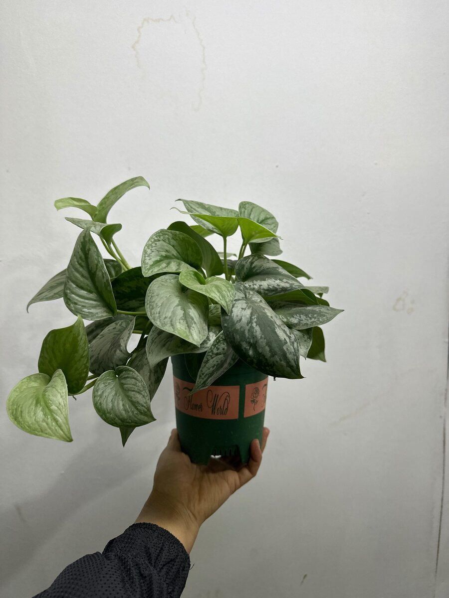 Самые красивые сорта сциндапсуса: Очарование природы в вашем