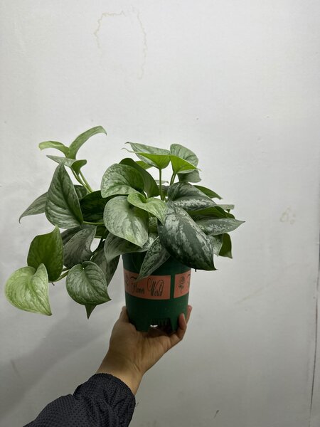 Самые красивые сорта сциндапсуса: Очарование природы в вашем