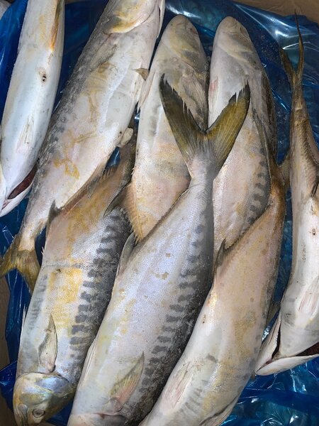 Poissons frais *Lichia* (20kg)