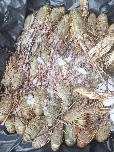 Fruits de Mer Frais – Crabes, Poissons et Homards