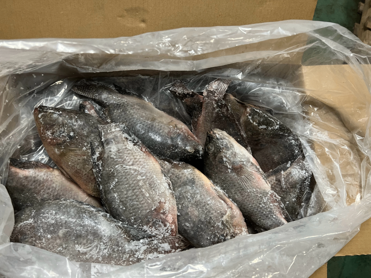 Tilapia carpe 300-500g