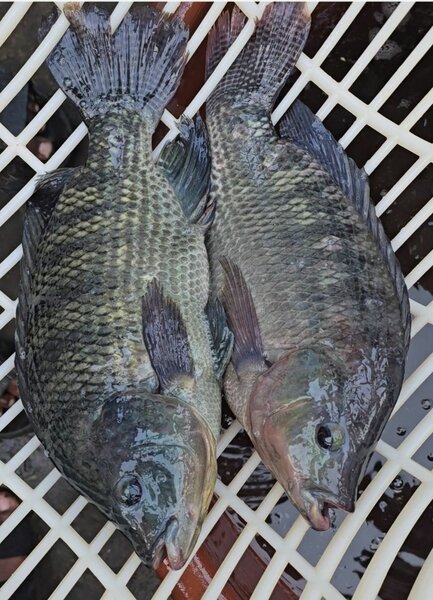 Carpes d'eau douce : 500g-800g