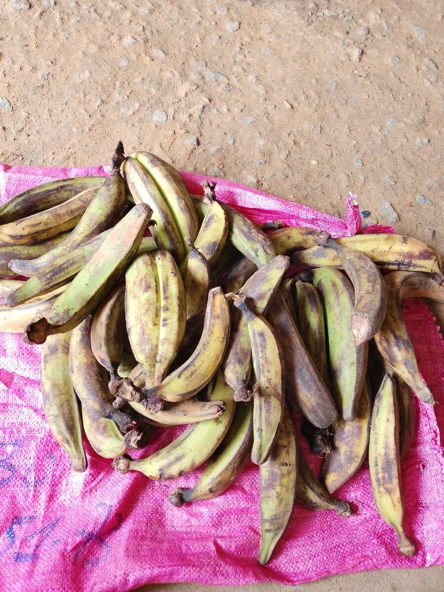 Bananes Plantains Fraîches