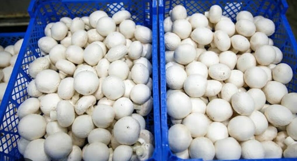 Грибы шампиньоны