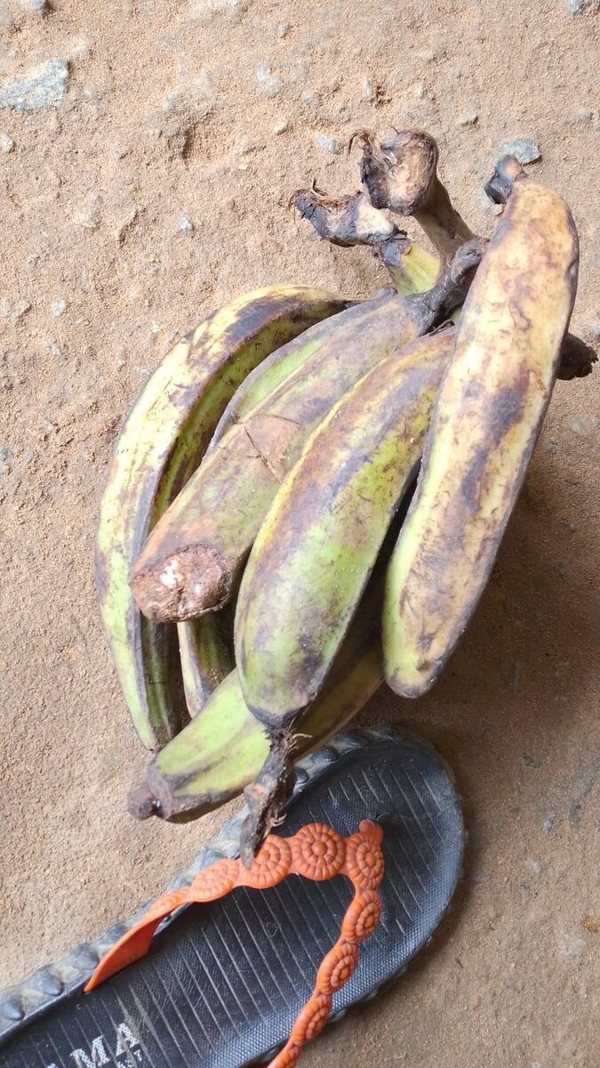 Bananes Plantains Fraîches