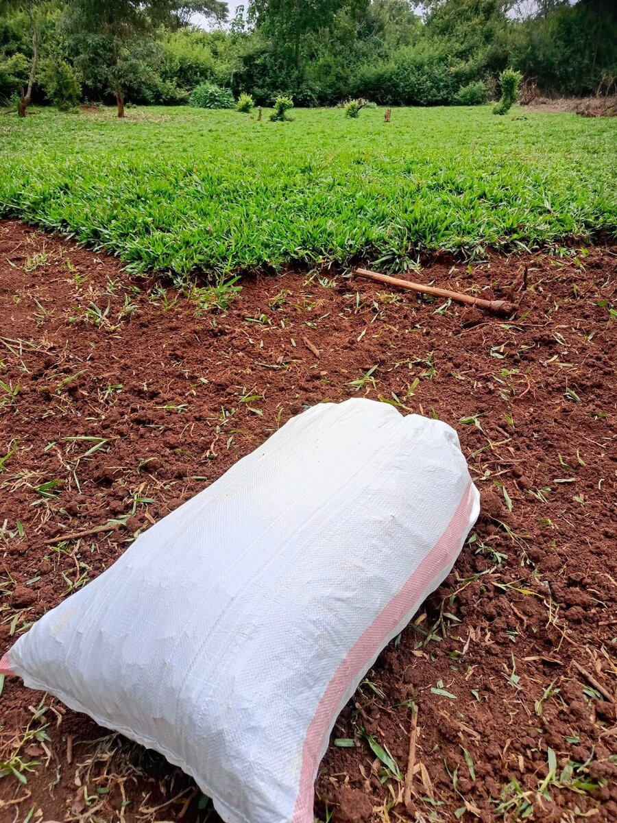 Natural Carpet grass(50kg Sac)