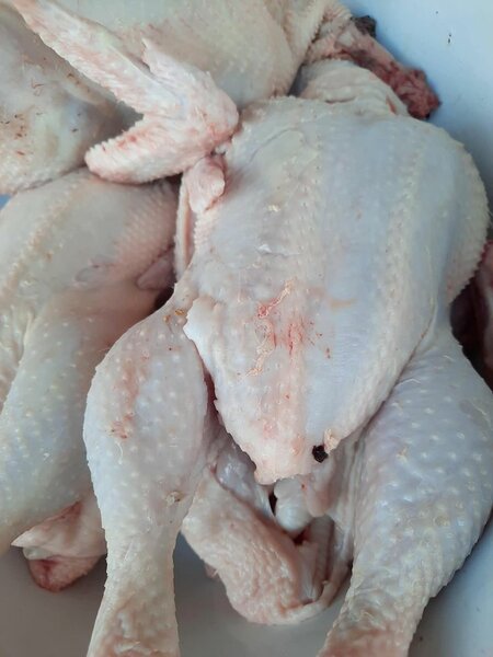 Poulets frais