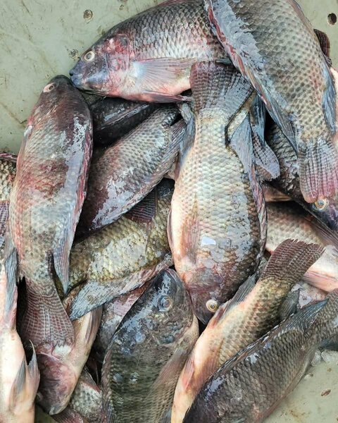 Poissons Tilapia Frais