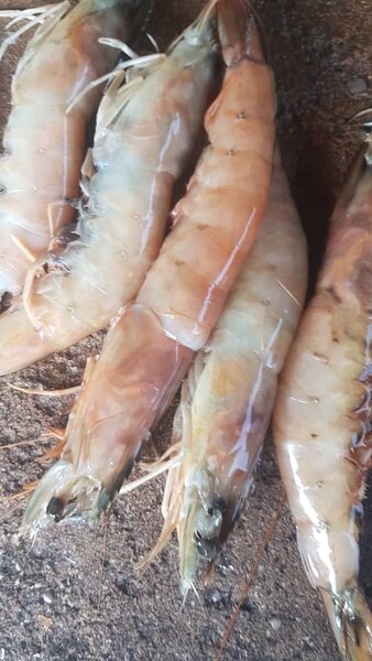 Crevettes au kilo