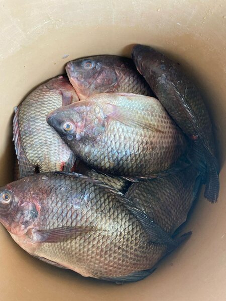 Poisson eau douce kilo