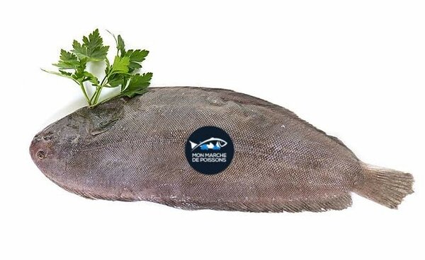 Sole fraîche premium