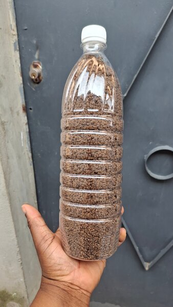 Grains de dêguê précuits