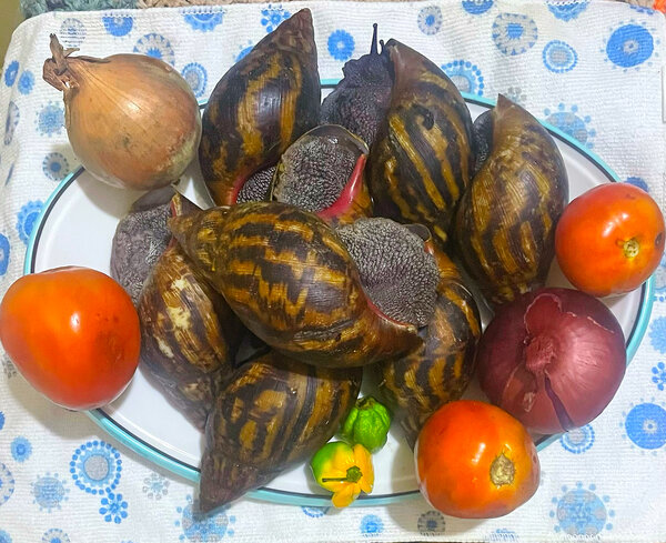 Gros escargots Africains frais