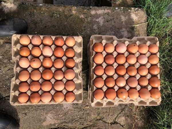 Elens Farm fresh Eggs