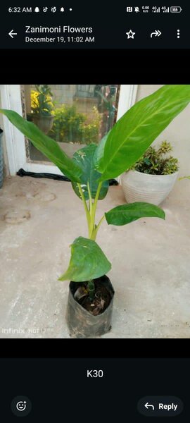 plantes vertes d'intérieur