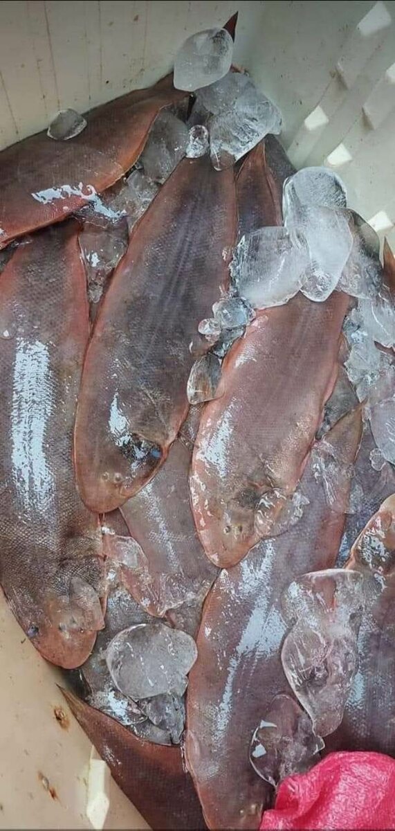 Poissons frais - Choix parfait