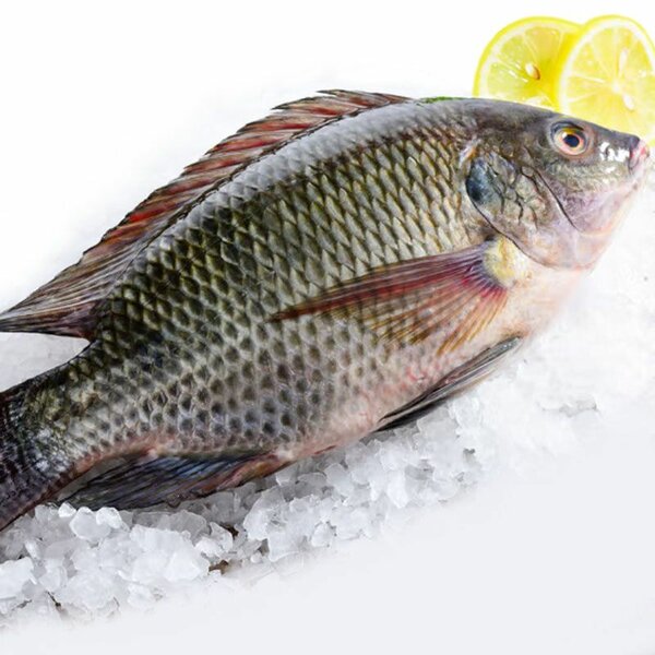 Tilapia 500/800g 10kg