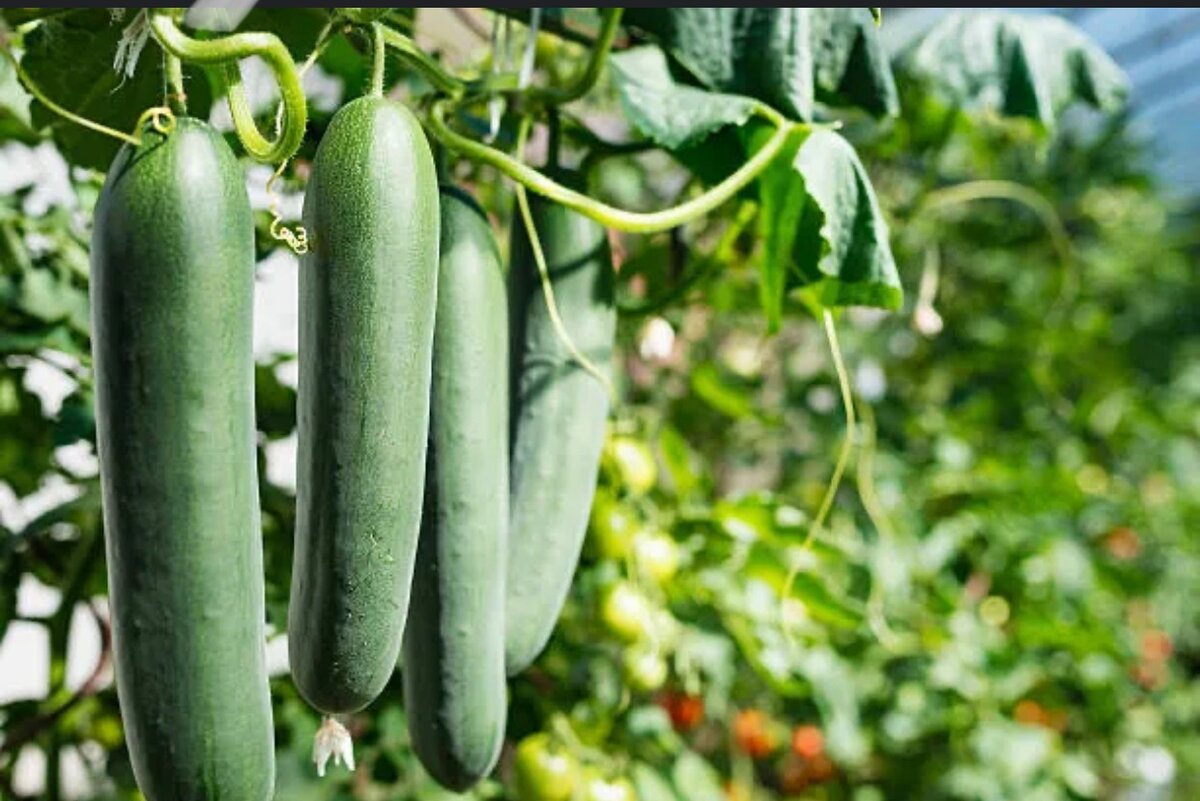 Cabbage,Lettuce,Onions,Cucumber and Bell peppers