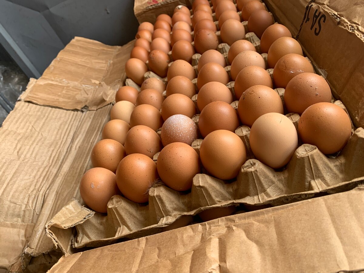 Œufs frais fermiers