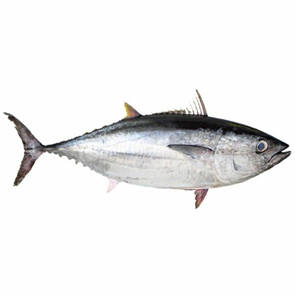 Poisson Thon blanc Salé