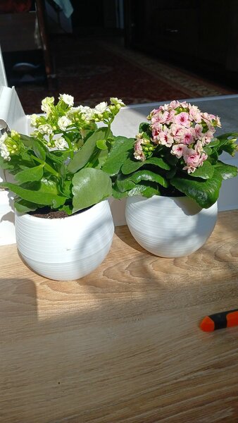 Антуриум гигат сортт