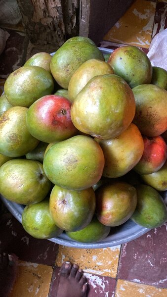 Mangues fraîches de saison